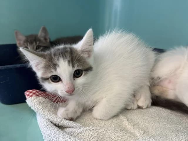 KISU, female Mixed Breed for adoption at Amiens), Poulainville