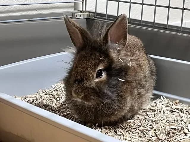 WAVE, female Mixed Breed for adoption at Amiens), Poulainville