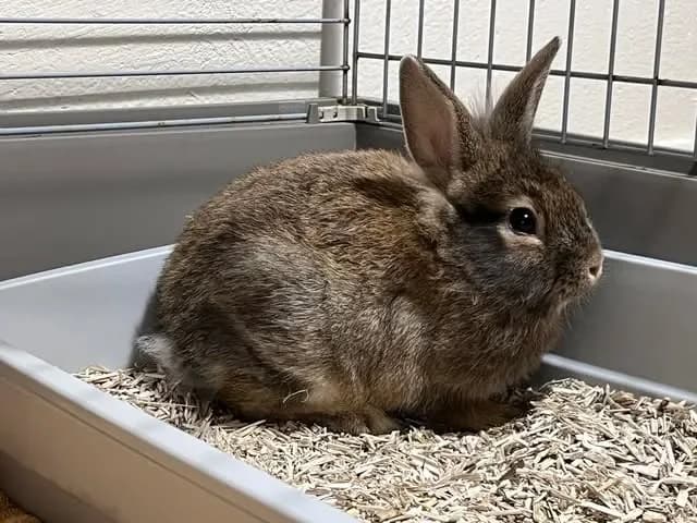 LAZULI, female Mixed Breed for adoption at Amiens), Poulainville