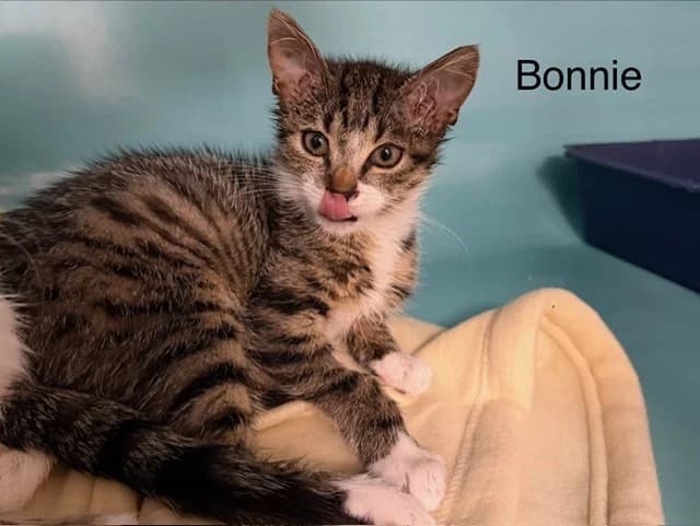 Bonnie, female Mixed Breed for adoption at Amiens), Poulainville