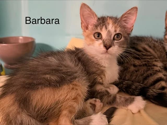 Barbara, Mixed Breed (Amiens))