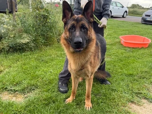 julien, male German Shepherd for adoption at Amiens), Poulainville