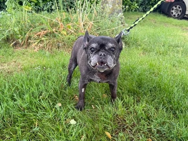 JOUJOU, female senior French Bulldog for adoption at Amiens), Poulainville
