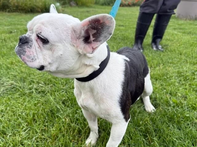 Tia, female 3yo French Bulldog for adoption at Amiens), Poulainville
