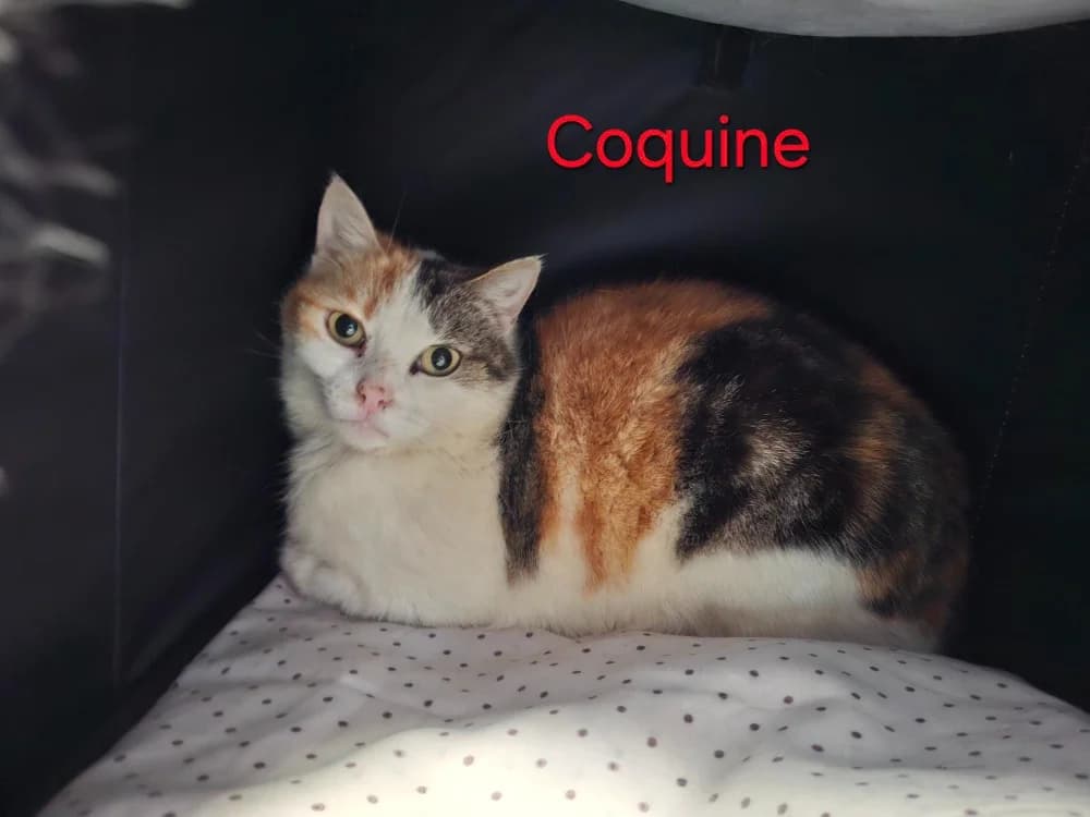 Coquine, female 5yo mixed breed for adoption at Amiens), Poulainville