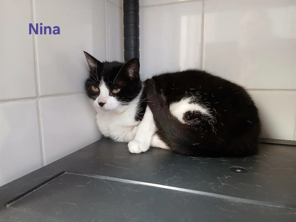 Nina, female 5yo Mixed Breed for adoption at Amiens), Poulainville