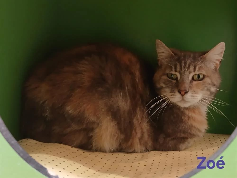 Zoé, female 3yo Mixed Breed for adoption at Amiens), Poulainville