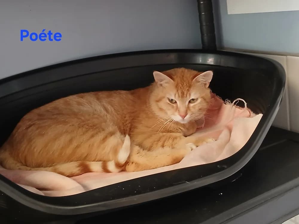 Poète, male 4yo Mixed Breed for adoption at Amiens), Poulainville