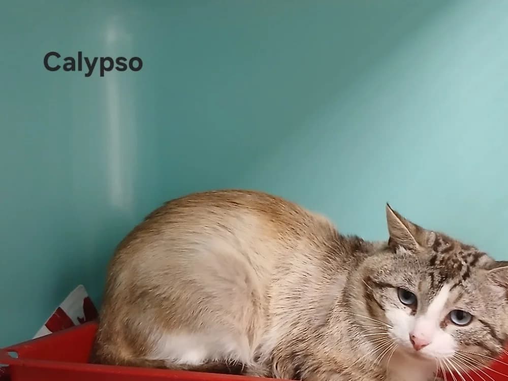 Calypso, male 5yo Mixed Breed for adoption at Amiens), Poulainville