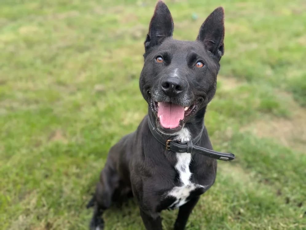 JACK, male 4yo mixed breed for adoption at Amiens), Poulainville