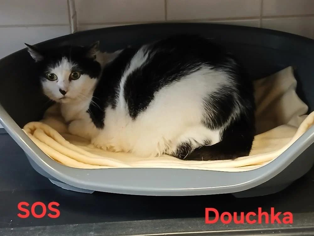 Douchka, female senior Mixed Breed for adoption at Amiens), Poulainville