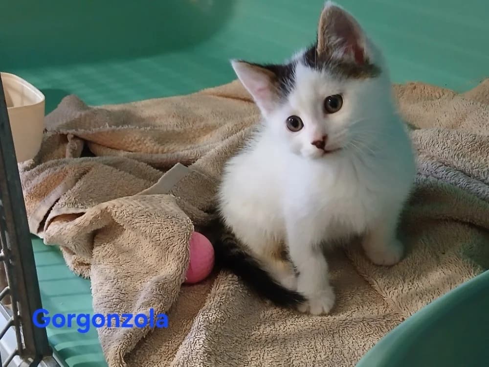 Gorgonzola, male puppy Mixed Breed for adoption at Amiens), Poulainville