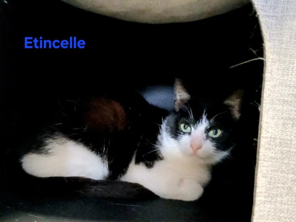 Etincelle, male young Mixed Breed for adoption at Amiens), Poulainville
