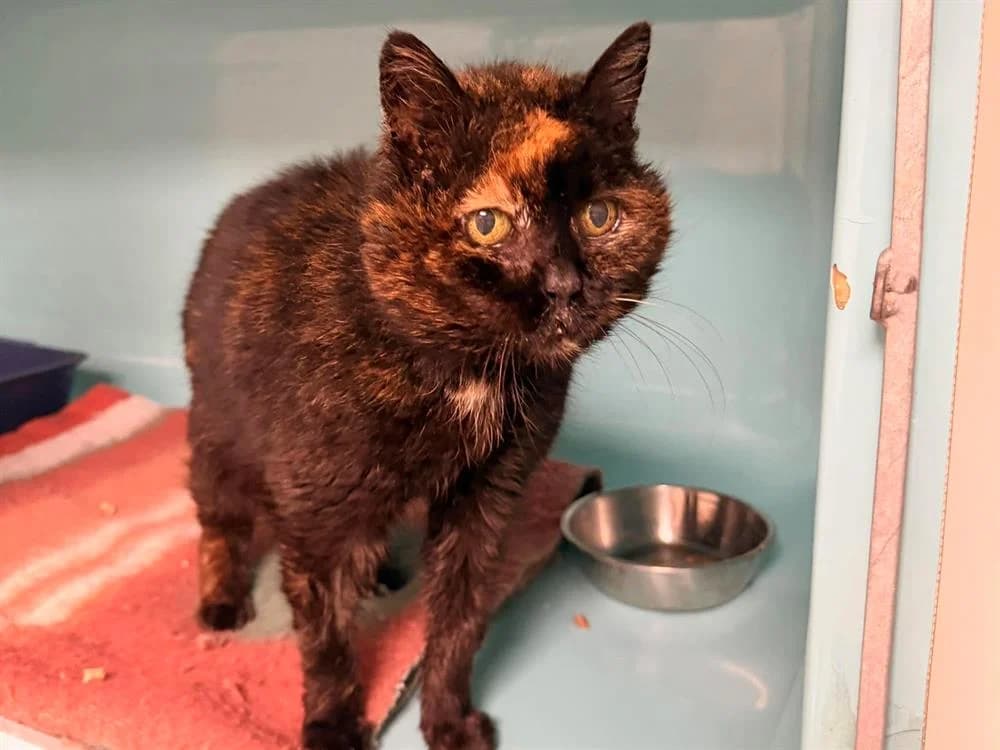 Mimiss, female senior Mixed Breed for adoption at Amiens), Poulainville