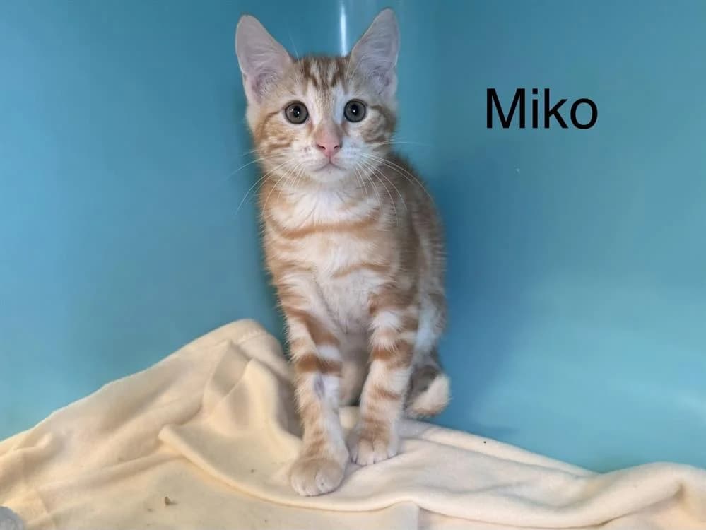 Miko, male puppy Mixed Breed for adoption at Amiens), Poulainville