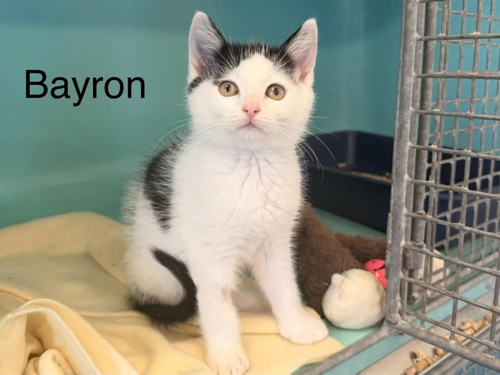 Bayron, male puppy Mixed Breed for adoption at Amiens), Poulainville