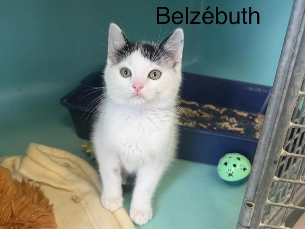 belzébuth, male puppy Mixed Breed for adoption at Amiens), Poulainville