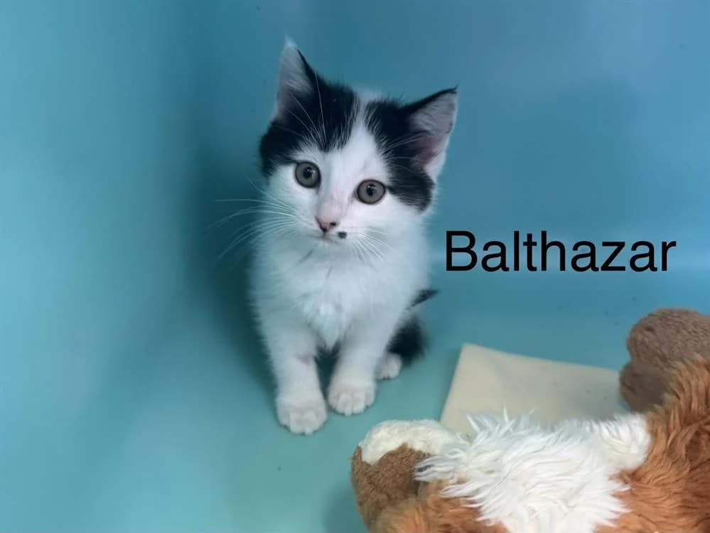 Baltazar, male puppy Mixed Breed for adoption at Amiens), Poulainville