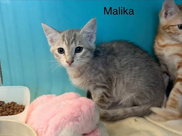 Malika, female Mixed Breed for adoption at Amiens), Poulainville