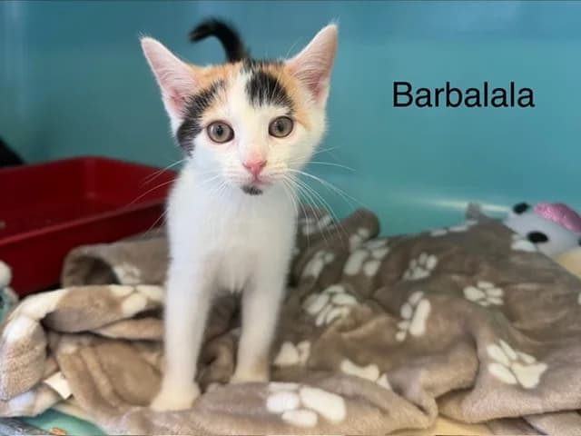 Barbalala, female Mixed Breed for adoption at Amiens), Poulainville