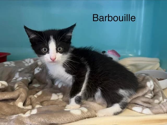Barbouille, male puppy Mixed Breed for adoption at Amiens), Poulainville