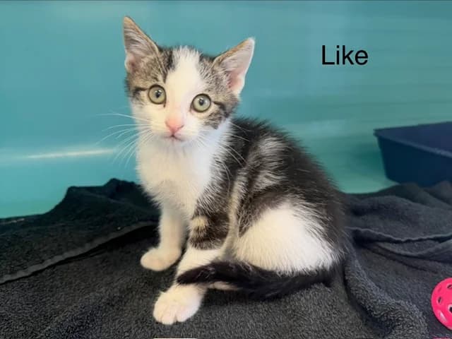 Like, male puppy Mixed Breed for adoption at Amiens), Poulainville