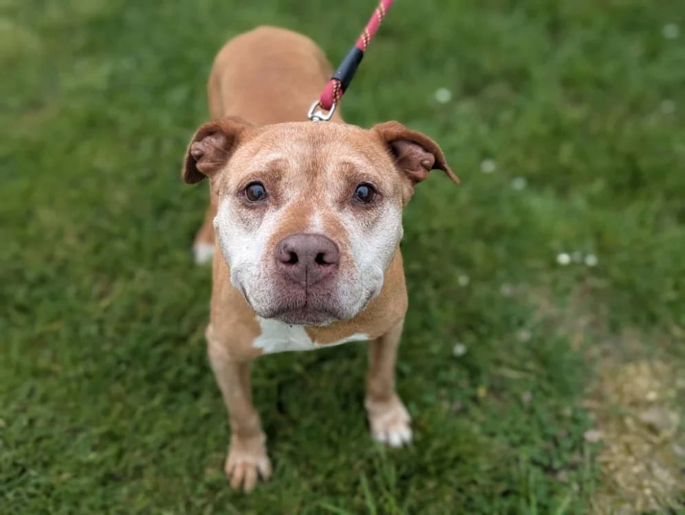 Zayane, female senior Mixed Breed for adoption at Amiens), Poulainville