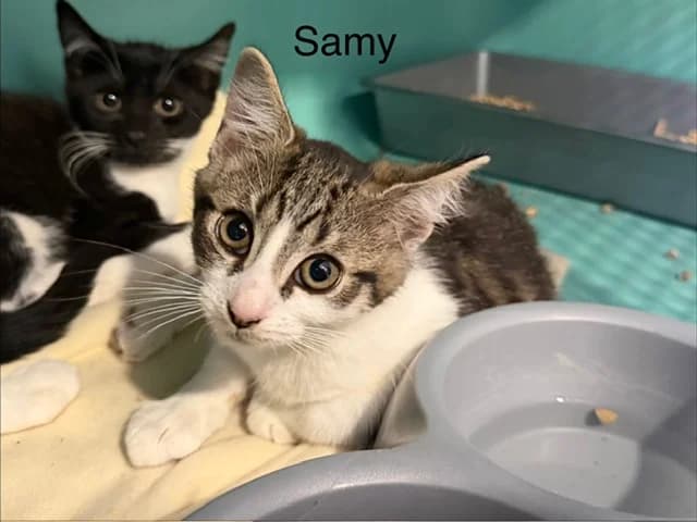 Samy, male puppy Mixed Breed for adoption at Amiens), Poulainville