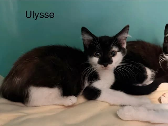 Ulysse, male puppy Mixed Breed for adoption at Amiens), Poulainville