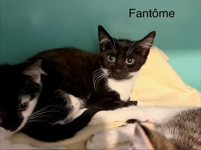 Fantome, male puppy Mixed Breed for adoption at Amiens), Poulainville