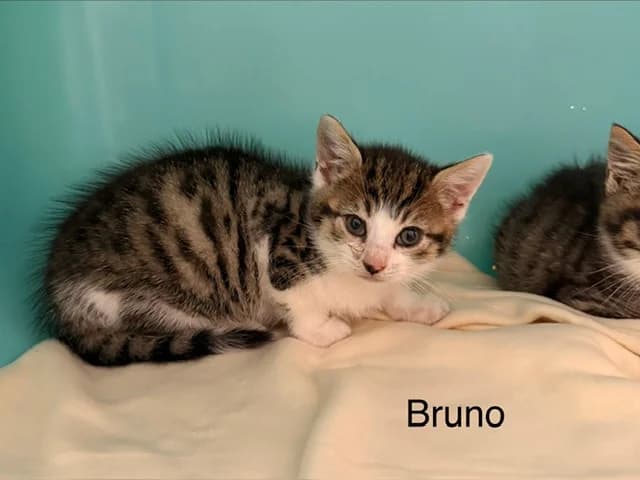 Bruno, male puppy Mixed Breed for adoption at Amiens), Poulainville