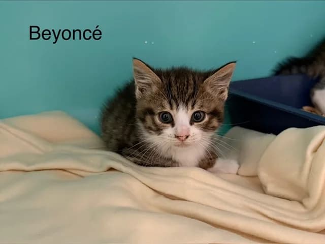 Beyonce, female Mixed Breed for adoption at Amiens), Poulainville