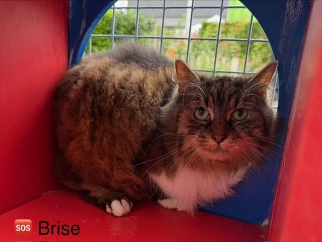 Brise, female senior Mixed Breed for adoption at Amiens), Poulainville