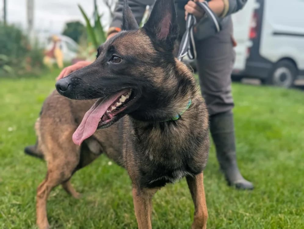 PRINCE, male 3yo German Shepherd for adoption at Amiens), Poulainville