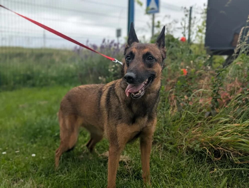 TALYA, female 3yo Belgian Malinois for adoption at Amiens), Poulainville