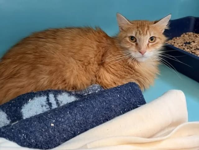 Miska, female young Mixed Breed for adoption at Amiens), Poulainville