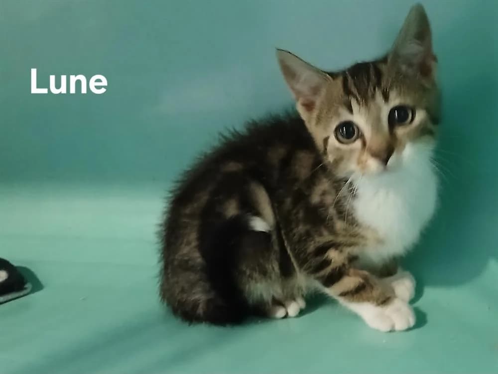 Lune, female Mixed Breed for adoption at Amiens), Poulainville