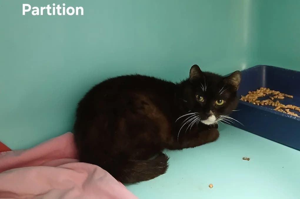Partition, male 3yo Mixed Breed for adoption at Amiens), Poulainville