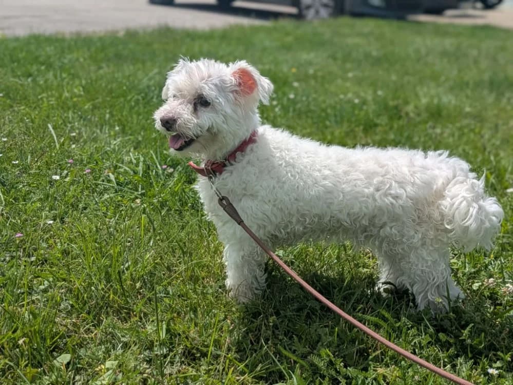LOULOU, male senior mixed breed for adoption at Amiens), Poulainville