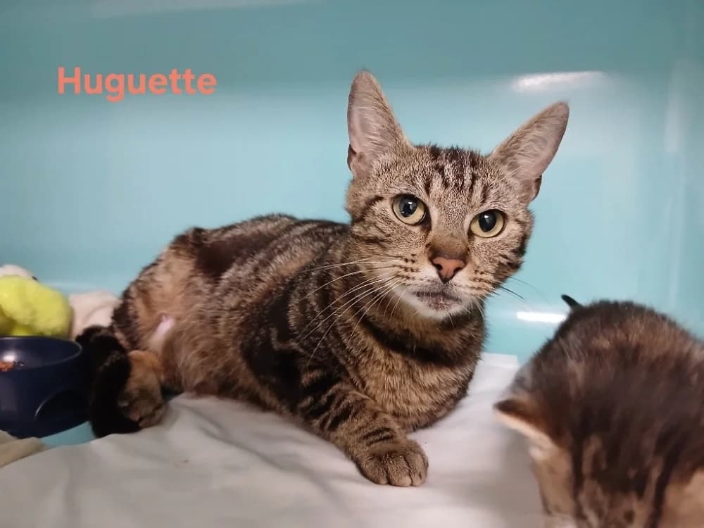 HUGUETTE, female young Mixed Breed for adoption at Amiens), Poulainville