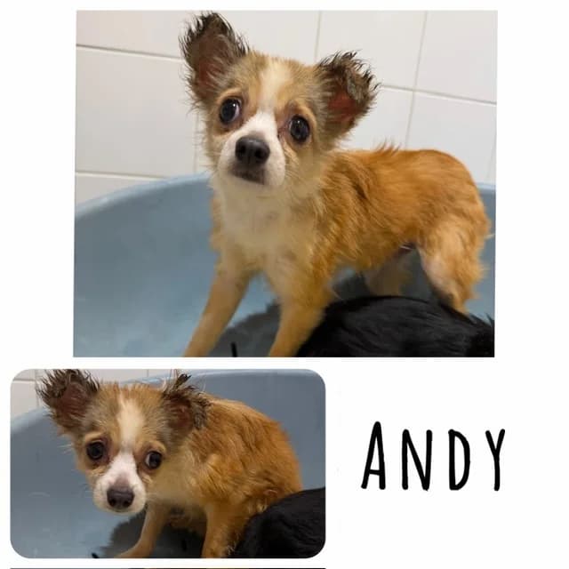 Andy, male Mixed Breed for adoption at Amiens), Poulainville