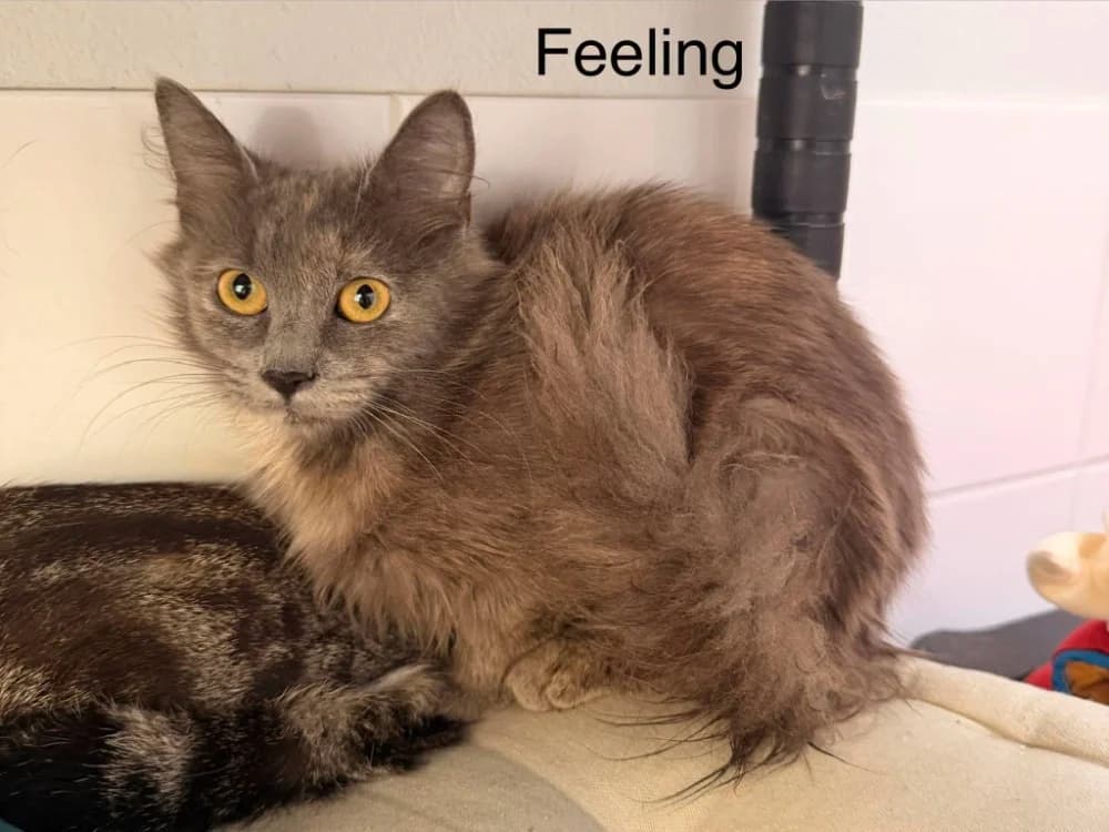 Feeling, female Mixed Breed for adoption at Amiens), Poulainville