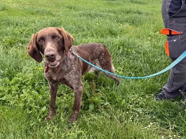 Leila, female senior German Shorthaired Pointer for adoption at Amiens), Poulainville