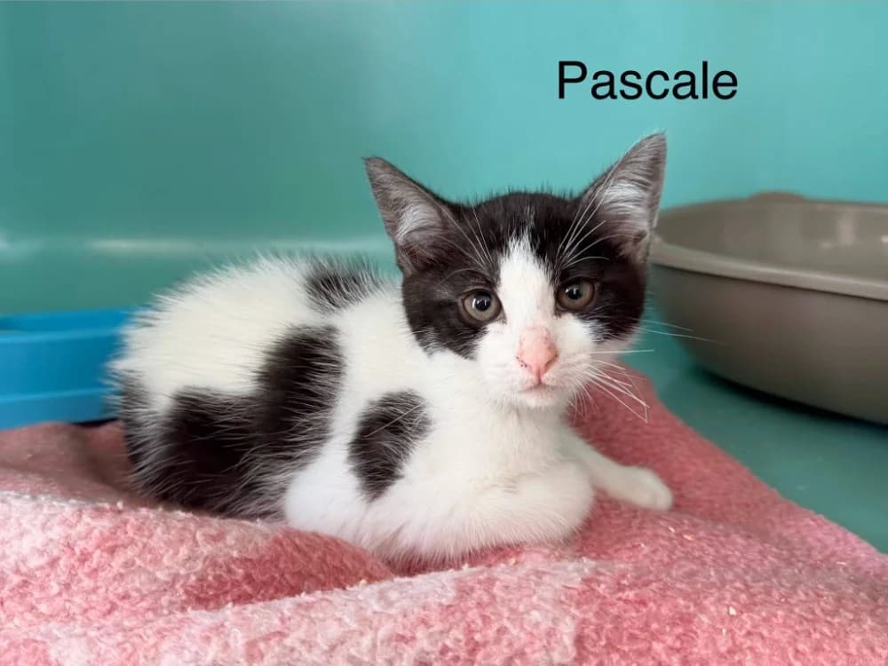 Pascale, female Mixed Breed for adoption at Amiens), Poulainville