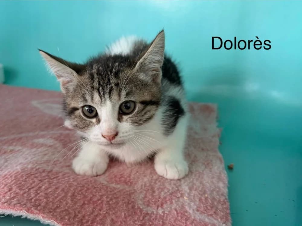Dolores, female Mixed Breed for adoption at Amiens), Poulainville