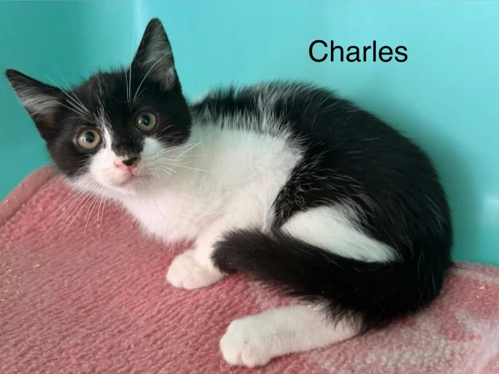 CHARLES, male puppy Chinchilla for adoption at Amiens), Poulainville