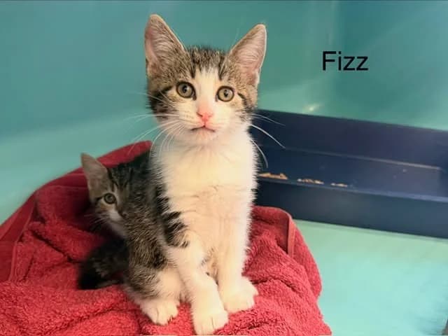 Fizz, female puppy Mixed Breed for adoption at Amiens), Poulainville
