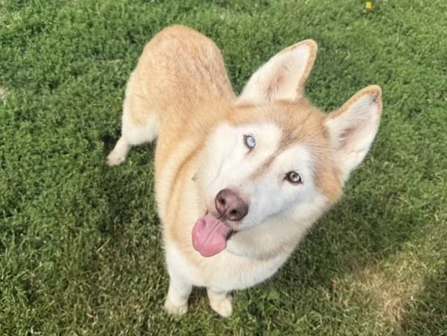Malya, female senior Husky for adoption at Amiens), Poulainville