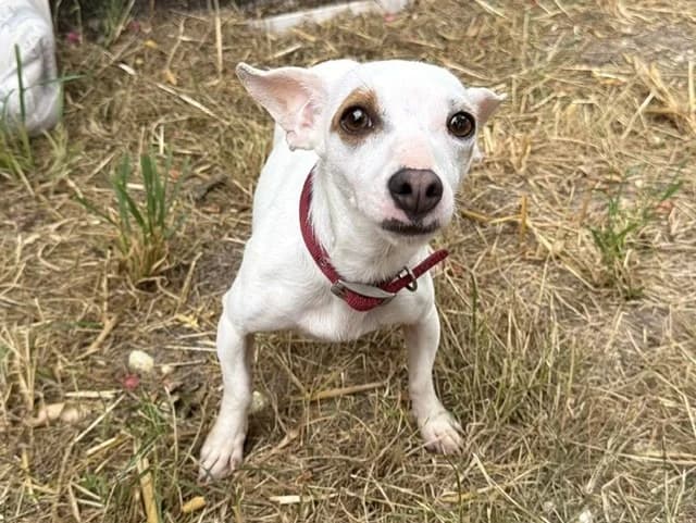 Wikie, female young Jack Russell Terrier for adoption at Amiens), Poulainville