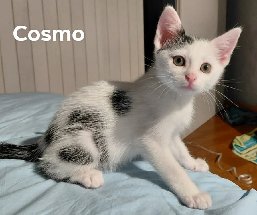 Cosmo, male puppy Mixed Breed for adoption at Amiens), Poulainville